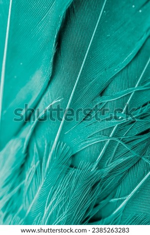 feather bird macro photo. texture or background