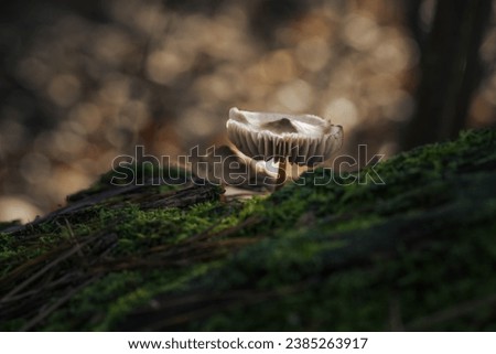 Forest mushroom growing through moss