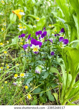 Wild pansy (Viola tricolor) is a common European wild flower, growing as an annual or short-lived perennial.