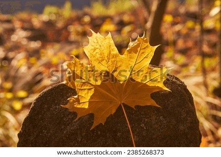 Autumn picture of beautiful colored maple leaf in gold, yellow or orange colour in the sunny but windy and cold November day in the clean nature of czech moravian highland region of Czech republic.