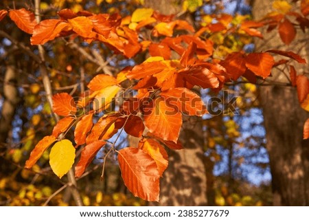 Autumn picture of beautiful multi colored beech branch with gold, yellow and orange leaves during leaves falling season in the sunny, cold and windy November day with bright and sharp sun light. 