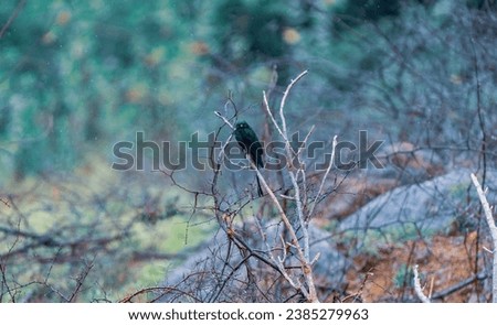 beautiful photograph of drango perched twig isolated calm lonely photography sanctuary wallpaper background empty negative space india tamilnadu madurai avian species black bird wildlife cute little