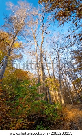 Autumn Woodland, Montgomery County, Pennsylvania, 2020