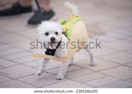 Small white dog dressed as a taco for Halloween