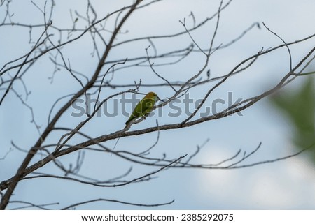 beautiful photograph of green coloured bee eater long tail solated calm lonely bird photography sanctuary wallpaper background empty negative space india tamilnadu madurai avian species cute little