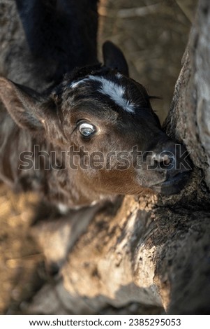 An adorable black calf with a white spot on its forehead looks at the camera. beautiful eyes, naive look. calf near the tree. Royalty-Free Stock Photo #2385295053