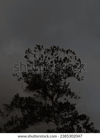 picture of a tree when the weather is approaching rain