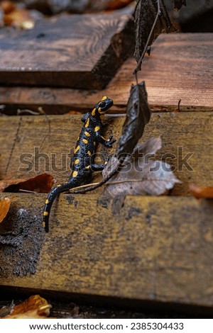 Spotted salamander on a wet ledge.