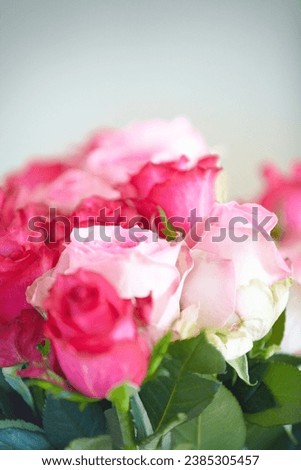 Pink roses, bouquet and closeup with leaves for present, decoration or floral arrangement for nature. Flowers, plant and gift for valentines day, birthday or prize giveaway for award, reward or party