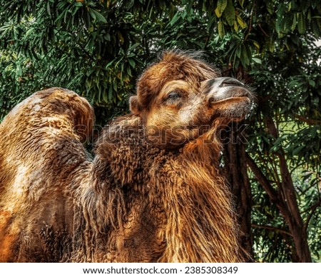 A captivating image of a majestic camel against a beautifully blurred background awaits you in this striking photograph