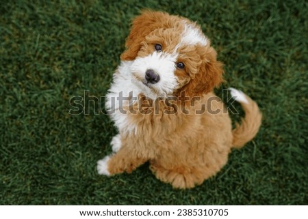 Golden Doodle Puppy in Yard Playing Royalty-Free Stock Photo #2385310705