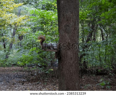 Autumn background: a squirrel in an autumn forest sits on its feeder