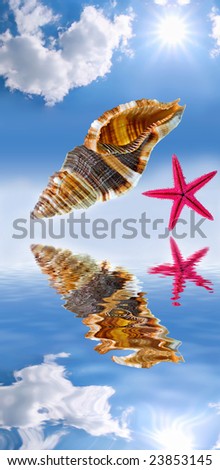 Shells on background sky with water reflection