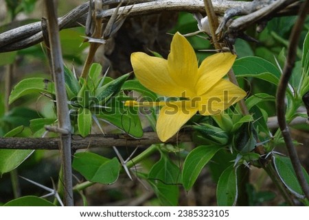 The hedgehog flower is a shrub belonging to the Acanthaceae family. This plant has large golden yellow flowers clustered in the axils of the upper leaves. Scientific name: Barleria prionitis