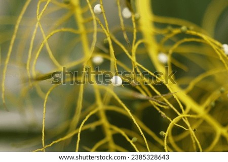 Florida Thatch Palm with white berries not edible Royalty-Free Stock Photo #2385328643
