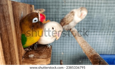 Three Lovebirds Of Various Colors Were Perched In The Cage