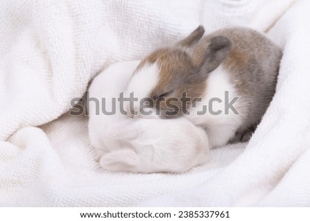 Lovely new born bunny easter fluffy  baby many color rabbits sleeping in white towel on blue background. Symbol animal of easter day festival.