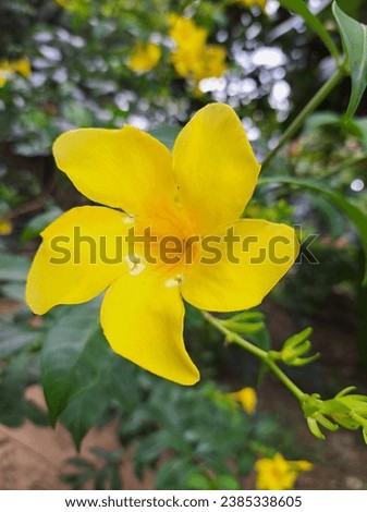 Yellow Allamanda Cathartica Flowers Blooming in the Garden