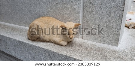 A cat sleeps comfortably along a sidewalk in bangkok Thailand