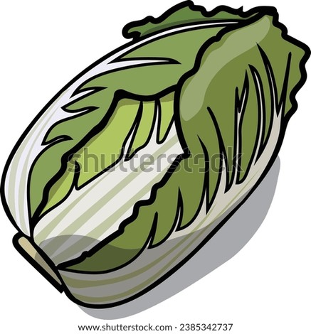 Clip art of Chinese cabbage, a standard winter vegetable