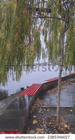 peacefully lakе, calm lake, red bench by the pond, willow, gloomy weather on the lake, tree by the water, beautiful picture with gloomy weather by the lake, lake, pond, rainy weather by the pond