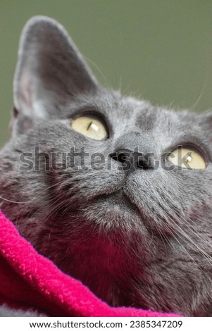 Gray Russian blue cat sitting on a bed