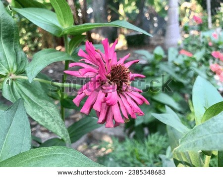 curvy zinnia flowering plant native to northern and western Mexico