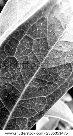 Close-up leaf picture. natural leaf picture, beauty of a natural leaf.