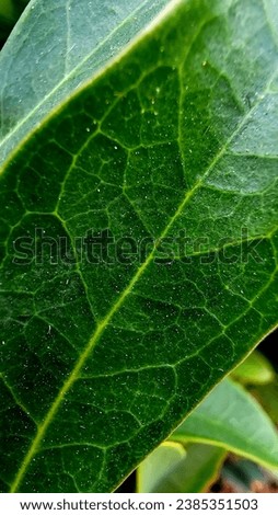 Close-up leaf picture. natural leaf picture, beauty of a natural leaf.