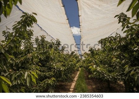 Cherry Rain Cover Tarpaulins, also known as Cherry Covers, Rain Covers for Cherry, Orchard Rain Protection Covers, are made of HDPE Woven Waterproof Tarpaulin Cloth with LDPE lamination on both sides  Royalty-Free Stock Photo #2385354603
