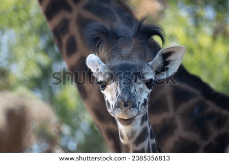 A Young Baby Giraffe Adolescent