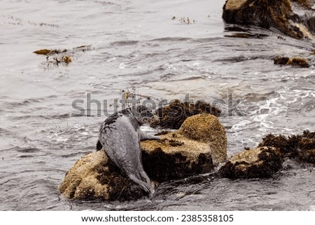 Harbor seal resting on a rock in Pacific Grove near Monterey, California. 