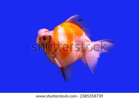 A cute Red and white Telescope eye goldfish on isolated blue background. Carassius auratus is one of the most popular freshwater ornamental fish.