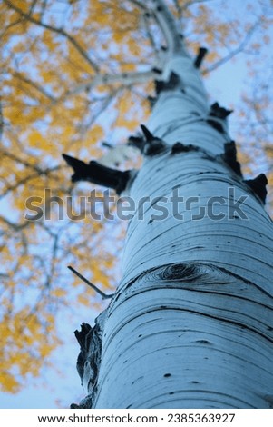 Looking up into an aspen tree with golden leaves  Royalty-Free Stock Photo #2385363927