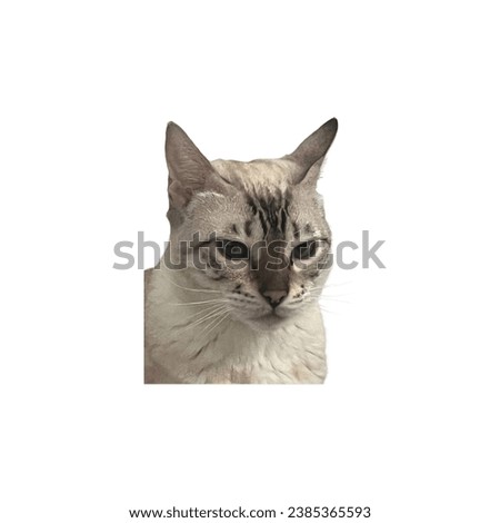 white bengal cat angry cat