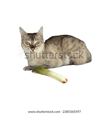 white bengal cat with spring onion