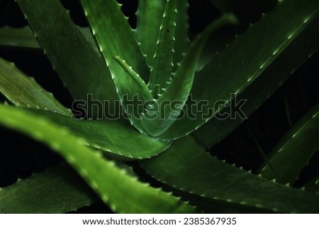 The Aloe Vera plant is used for decorative purposes and is successfully grown indoors as a potted plant.