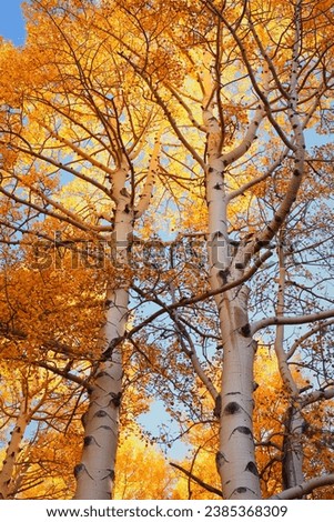 Abstract golden aspen tree scene in the Coconino National Forest Royalty-Free Stock Photo #2385368309