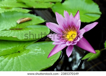 Blooming pink lotus flower with green leaves background