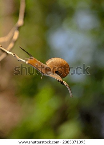 beautiful of a small snail on a branch. blurred and bokeh background. animal nature themes background.