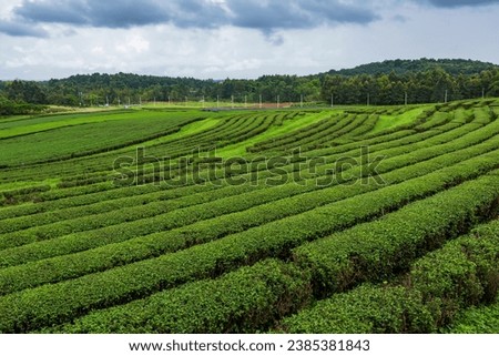Beautiful landscape view of choui fong tea plantation with blue sky in the late afternoon at Maejan, Chiangrai province, Northern of Thailand Royalty-Free Stock Photo #2385381843