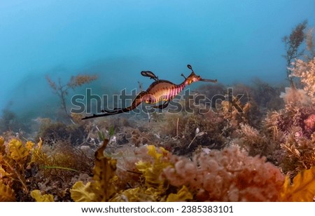 Leafy sea dragon  underwater. Underwater sea dragon. Leafy sea dragon in the underwater world. Underwater leafy sea dragon