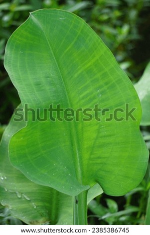 Limnocharis flava (Also known Genjer, kelayan, eceng, limnocharis, sawah-flower rush) in nature. grows generally wherever there is not very deep stagnant fresh water, in swampy areas Royalty-Free Stock Photo #2385386745
