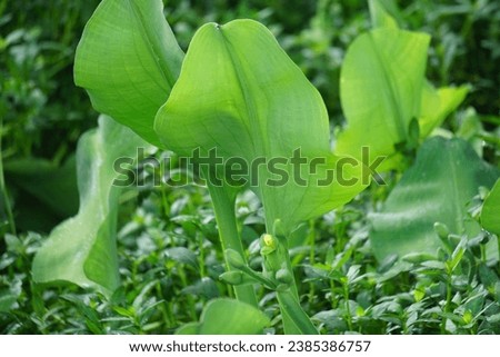 Limnocharis flava (Also known Genjer, kelayan, eceng, limnocharis, sawah-flower rush) in nature. grows generally wherever there is not very deep stagnant fresh water, in swampy areas Royalty-Free Stock Photo #2385386757