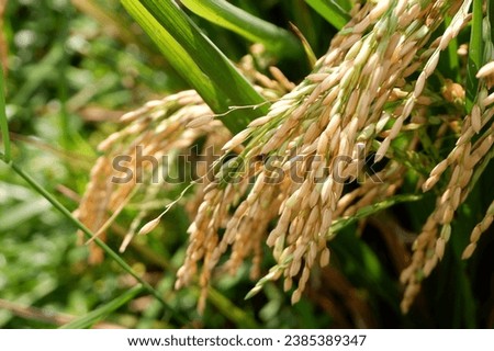 Rice began to yellow in the rice fields, almost the harvest, grains in the rice fields, green and yellow grains are visible, soon the rice will be harvested by farmers, looks amazing beauty nature  Royalty-Free Stock Photo #2385389347