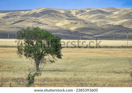 prairie, plain, desert. A tranquil moment in the vast desert as the last rays of the sun paint the sky in a mesmerizing gradient of warm tones. Serenity in the Sand