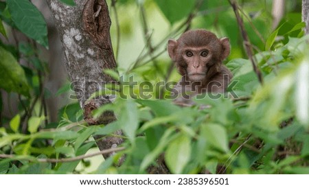 A juvenile Rhesus macaque from Manas