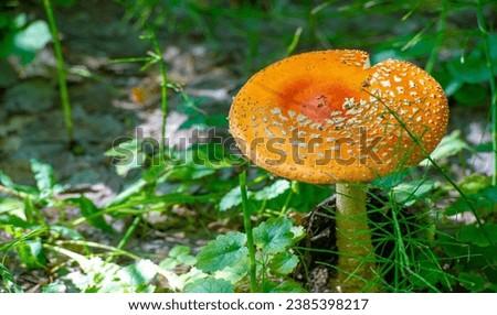 Summer photo: A mushroom, or toadstool, is the fleshy, spore-bearing fruiting body of a fungus, typically produced above ground, on soil, or on its food source.