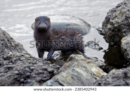minks captured in their natural surroundings. Our collection features high-quality images of minks in various poses and activities, showcasing their vibrant personalities and stunning fur. 