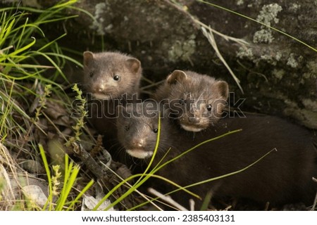 minks as they thrive along the river's edge. Our collection of images captures their intriguing lives, showcasing their interactions with their watery surroundings, encounters with other wildlife,